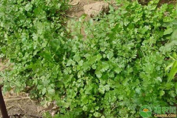 大规模香菜种植技术_香菜种植大户_香菜种植规模技术大不大