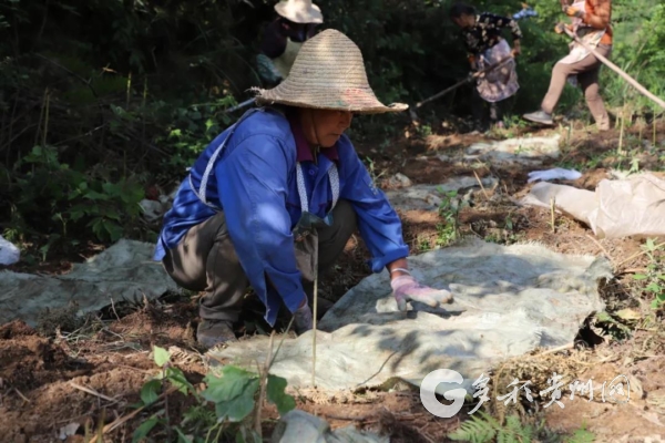 毕节种植致富_毕节种植基地_贵州毕节种植什么水果