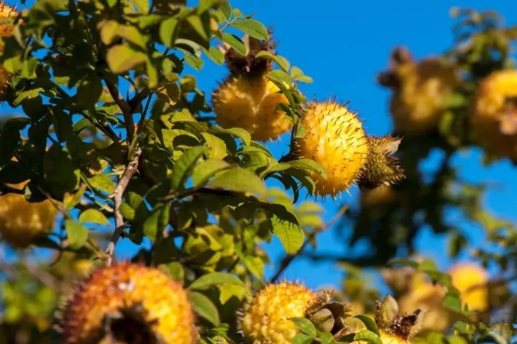 贵州毕节种植什么水果_毕节种植致富_毕节种植基地