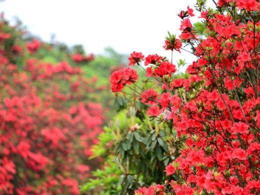 毕节市种植业_贵州毕节种植什么水果_毕节种植致富