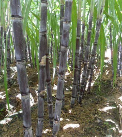 甘蔗种植赚钱吗_致富经甘蔗种植视频_甘蔗种植致富吗