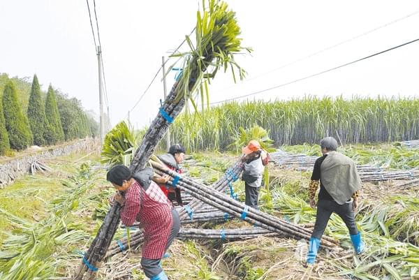 甘蔗种植赚钱吗_致富经甘蔗种植视频_甘蔗种植致富吗