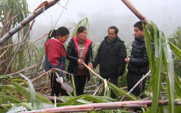 致富经甘蔗种植视频_甘蔗种植赚钱吗_甘蔗种植致富吗