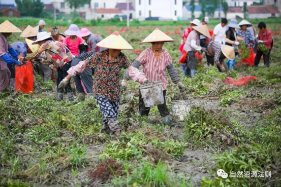 致富甘蔗种植技术视频_甘蔗种植致富吗_甘蔗种植赚钱吗