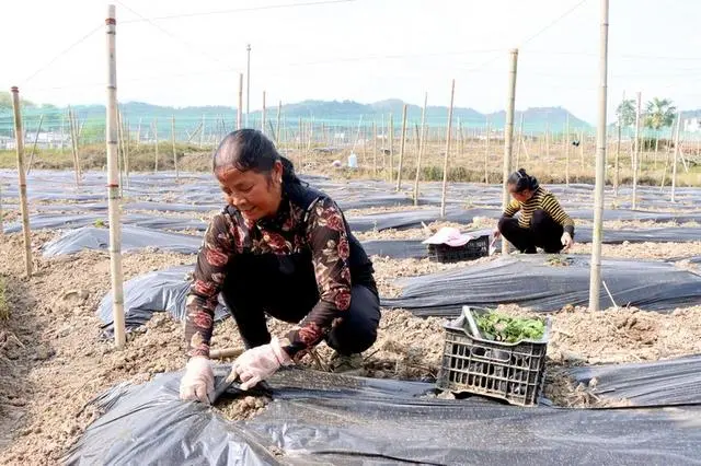 独山：发展特色罗汉果产业 敲开群众增收致富门