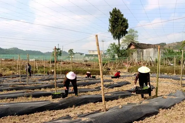 特色种植敲开村民致富门_农村致富新项目种植_农村致富门实例