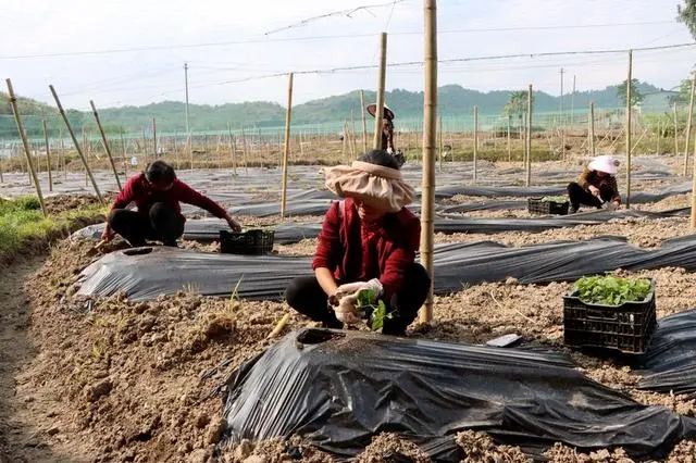 农村致富门实例_农村致富新项目种植_特色种植敲开村民致富门