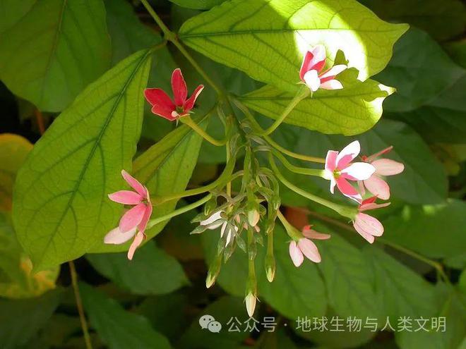 【植物界全系列】桃金娘目—使君子科（上）：萼翅藤