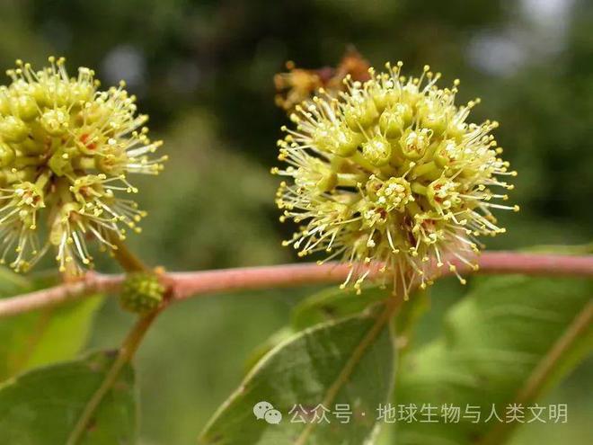 怎样种植红色_红著种植技术视频_种植红薯技术视频