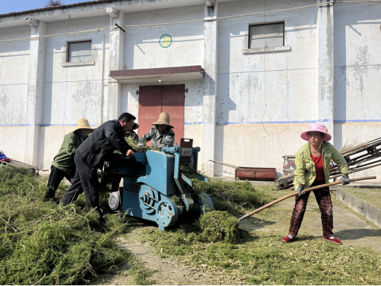 岐山县蒲村镇：中药材种植开出乡村振兴“致富良方”