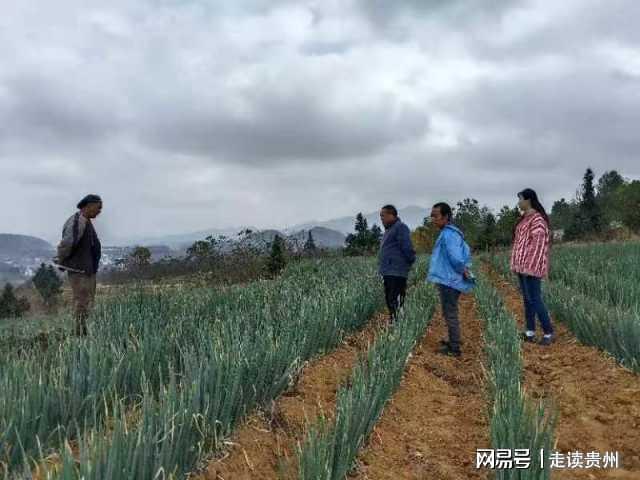 毕节市种植业_毕节蔬菜种植基地_毕节种植致富