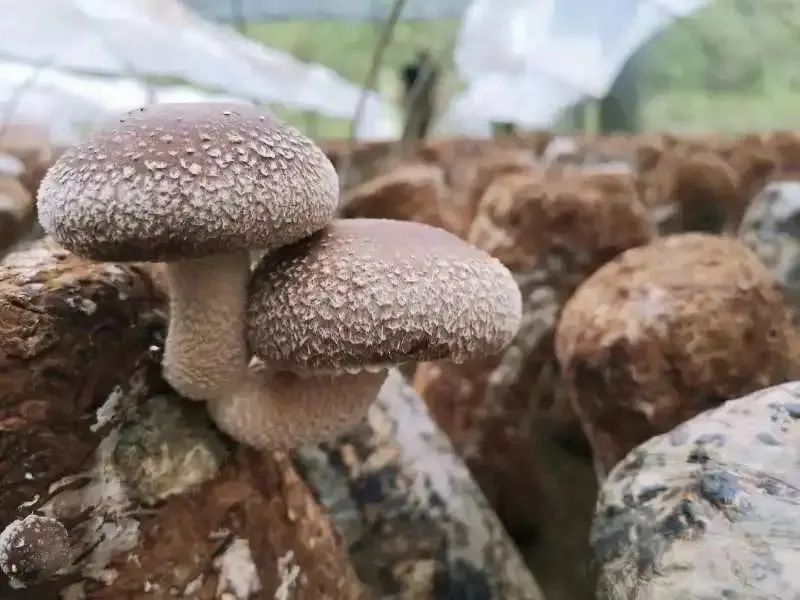 毕节食用菌种植“钱”景无限