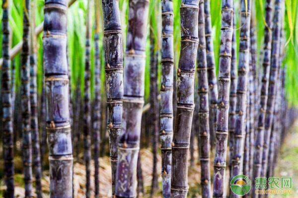 甘蔗种植前景如何？附种植成本及利润分析