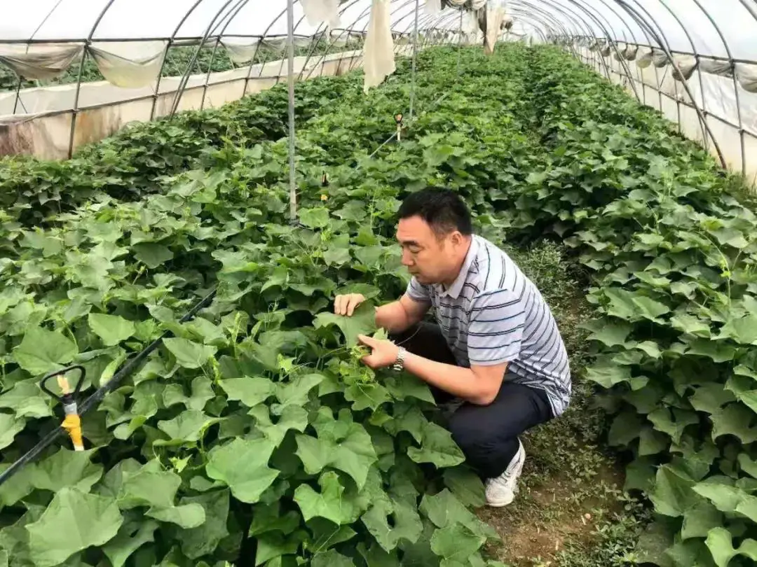 瓜大姐种植致富_瓜大姐种植致富_瓜大姐种植致富