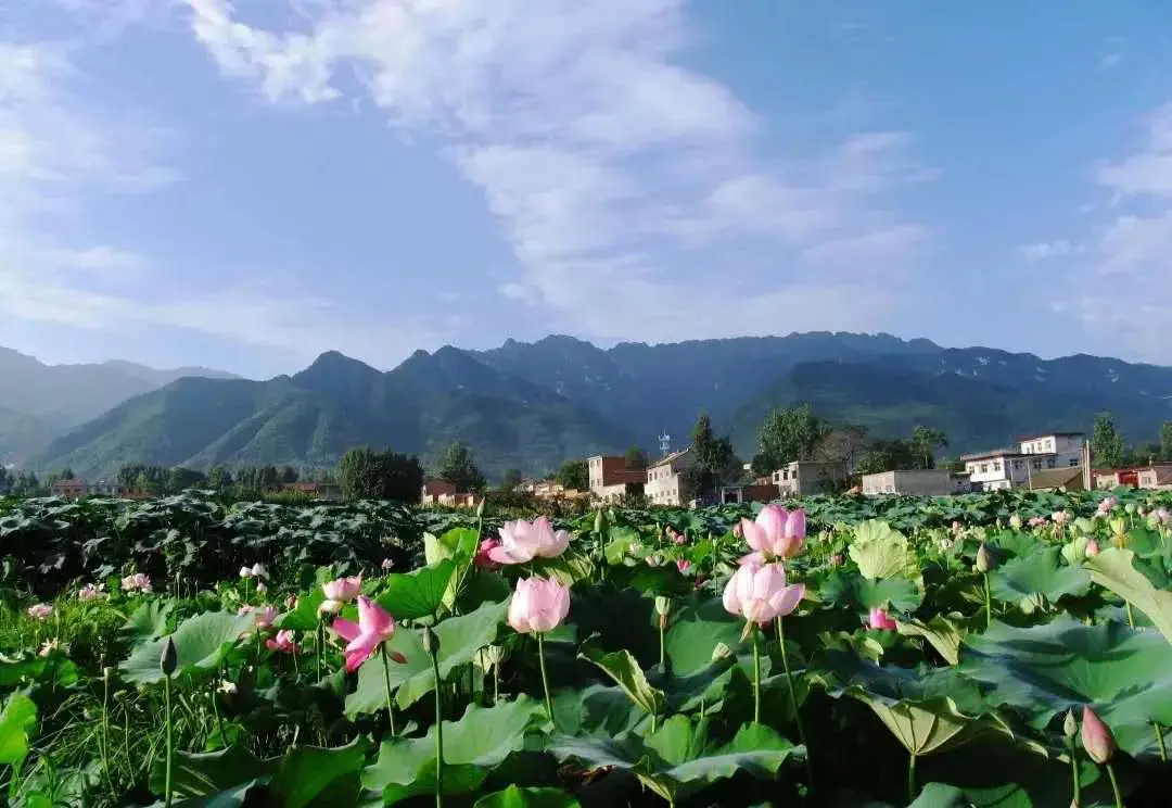 瓜大姐种植致富_瓜大姐种植致富_瓜大姐种植致富