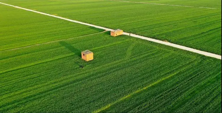 瓜大姐种植致富_瓜大姐种植致富_瓜大姐种植致富