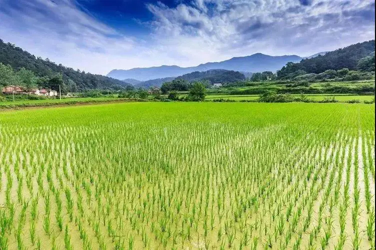 瓜大姐种植致富_瓜大姐种植致富_瓜大姐种植致富