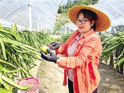 20年种植火龙果走上“甜蜜”致富路