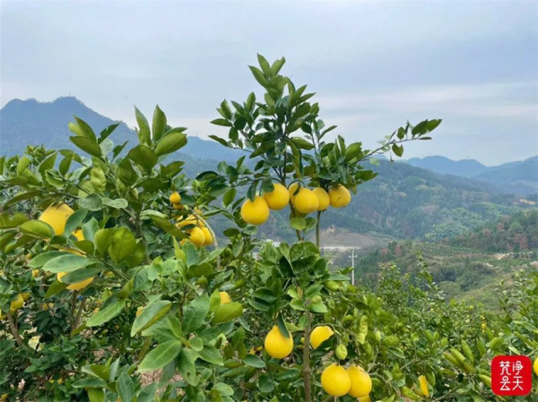 小江口村：荒山结出了“金果果” 致富村的“致富经”