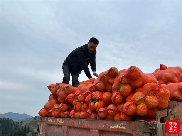 致富经种植三种水果亩收入过亿_致富水果种植视频_关于种植水果的致富经