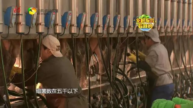 cctv17致富经养牛_致富经牛养殖视频_2O13致富经养牛