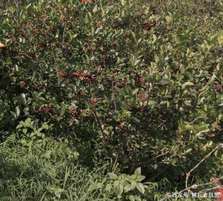 致富种植果桑椹怎么样_致富种植果桑椹好吗_致富经桑椹果种植