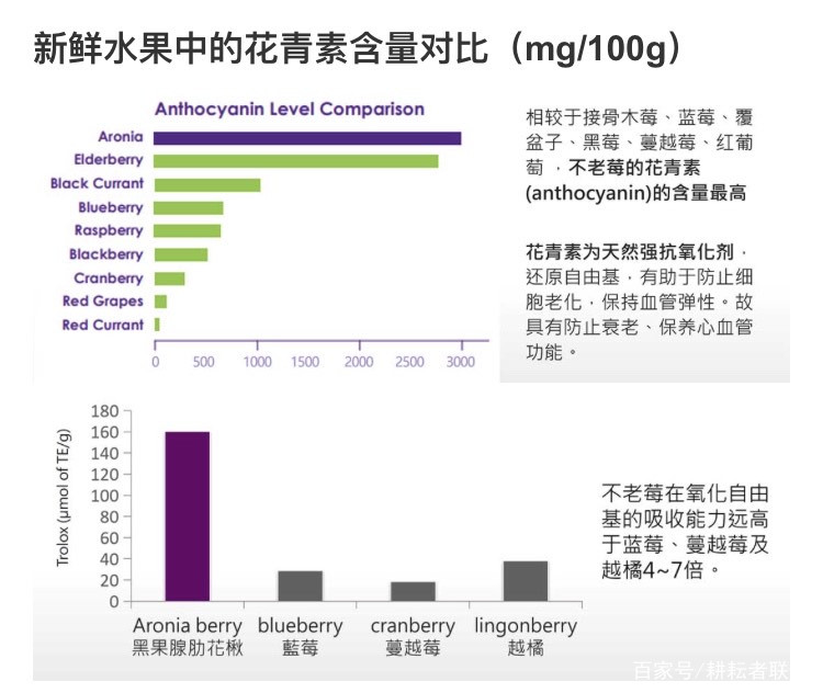 致富种植果桑椹怎么样_致富经桑椹果种植_致富种植果桑椹好吗