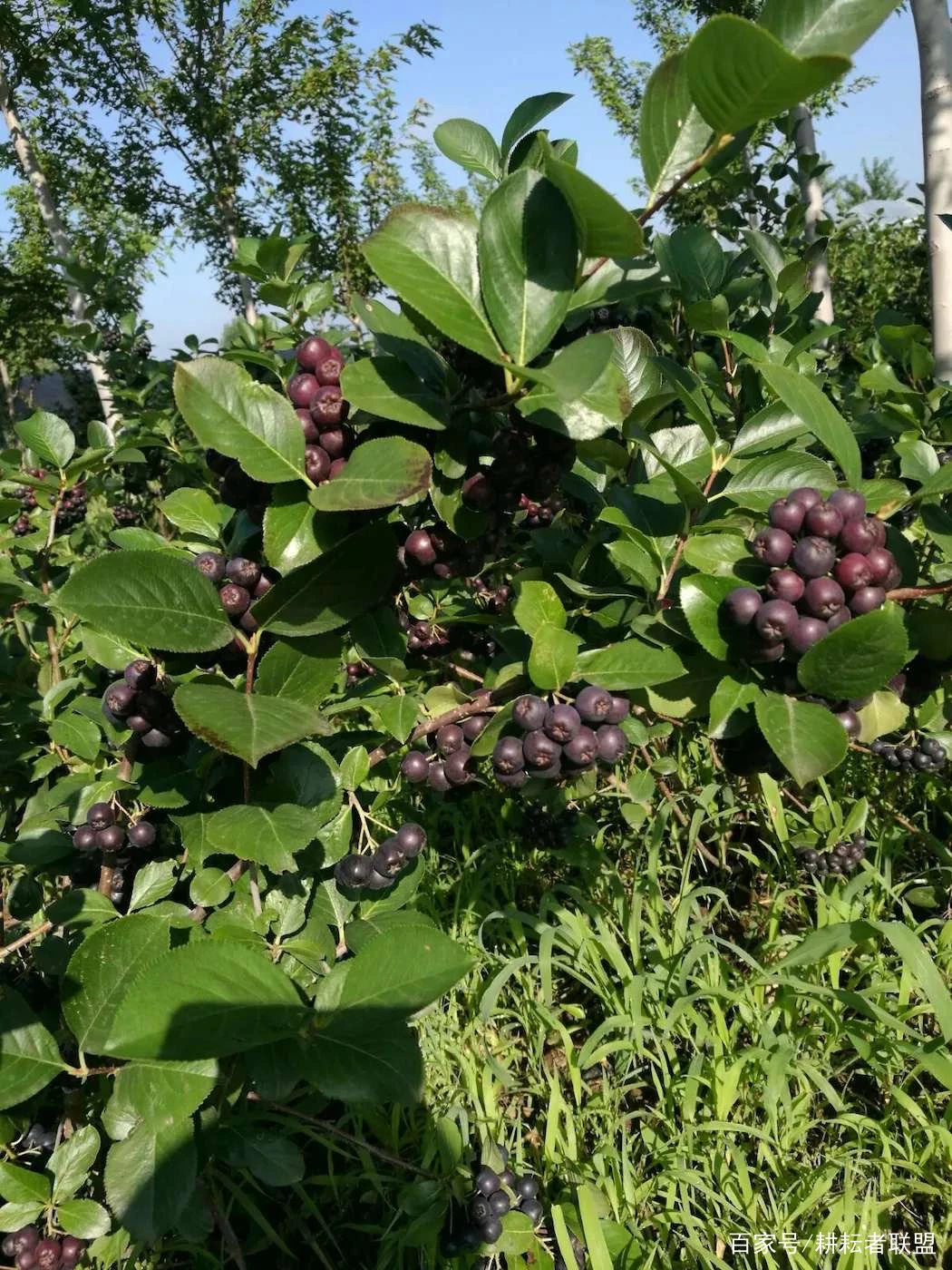 致富经桑椹果种植_致富种植果桑椹好吗_致富种植果桑椹怎么样