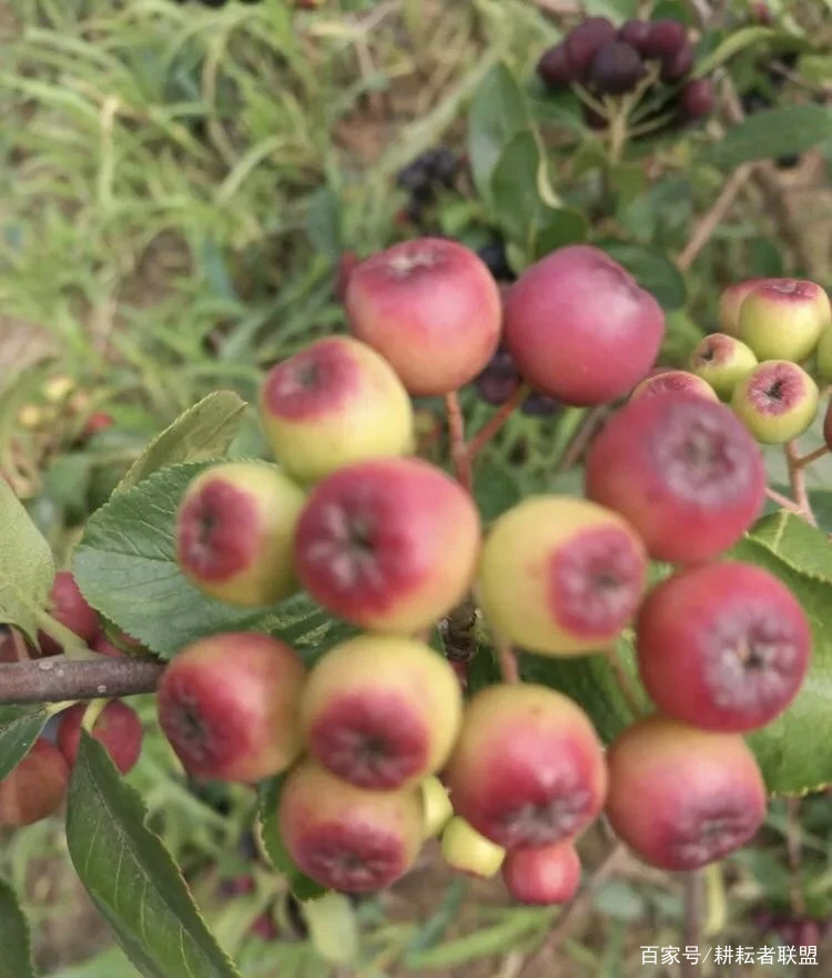 致富经桑椹果种植_致富种植果桑椹好吗_致富种植果桑椹怎么样