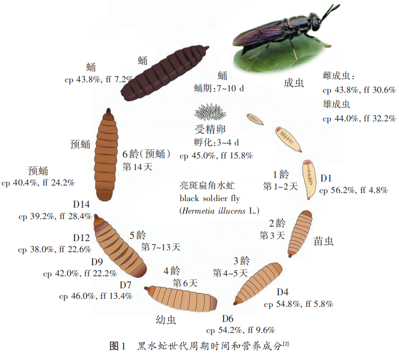 黄粉虫 养殖技术_山东养殖黄粉虫_山东黄粉虫养殖