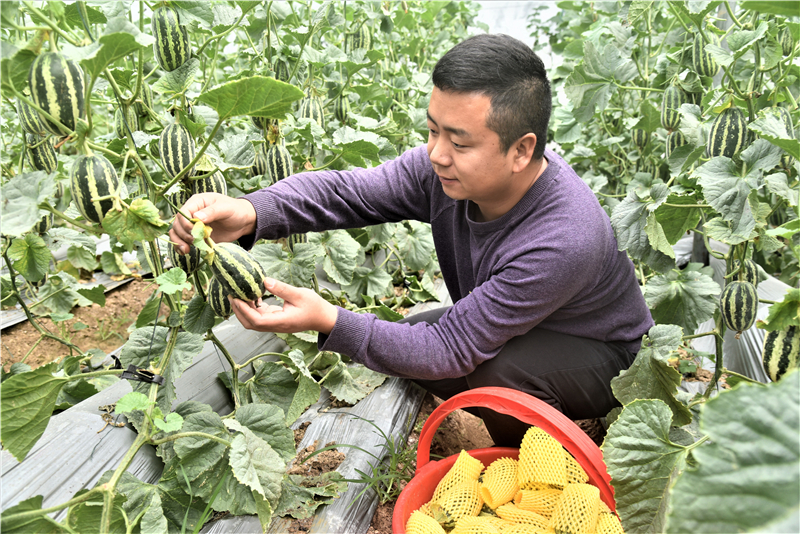 瓜大姐种植致富_瓜大姐种植致富_瓜大姐种植致富