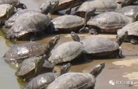 黄粉虫 养殖技术_黄粉虫养殖蛋鸡_湖南黄粉虫养殖