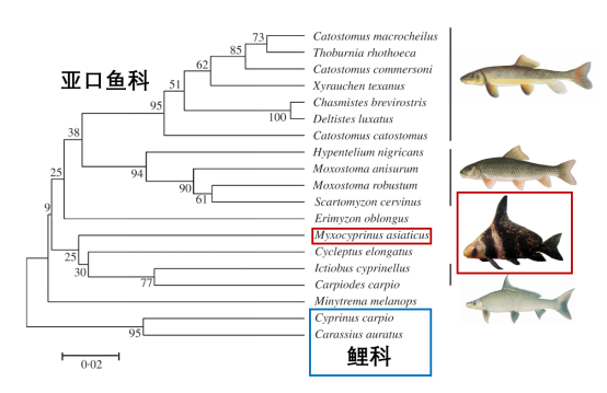 鲮鱼养殖技术视频_鲮鱼养殖最新技术视频_华鲮鱼养殖技术