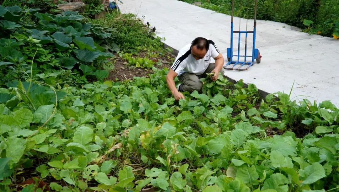 河南新乡黄粉虫养殖收购_黄粉虫养殖价格_黄粉虫 养殖技术