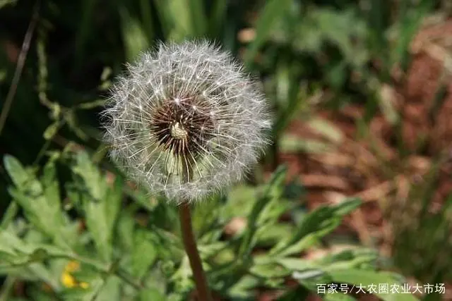 蒲公英东北种植技术要求_蒲公英东北种植技术_蒲公英东北种植技术与管理