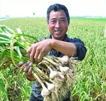 致富种植龙葵图片_致富种植龙葵视频_龙葵种植致富