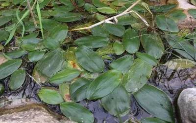 龙葵种植致富_龙葵种植_种植龙葵赚钱吗