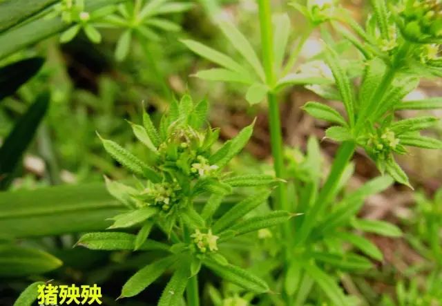 龙葵种植致富_龙葵种植_种植龙葵赚钱吗