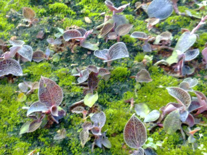 金线莲种植在什么地方比较好_金线莲北方种植技术_北方种植技术金线莲怎么种