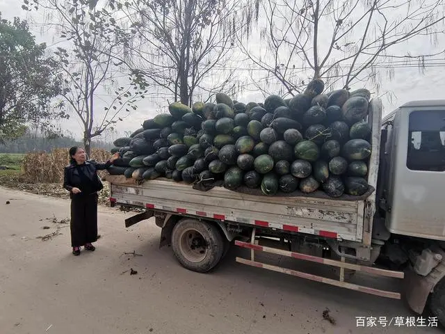 安徽农民种冬瓜致富，深加工成为关键：白皮黑皮差别大