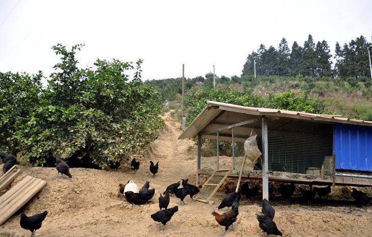 野生养殖土鸡技术与管理_野生养殖土鸡技术视频_野生土鸡养殖技术