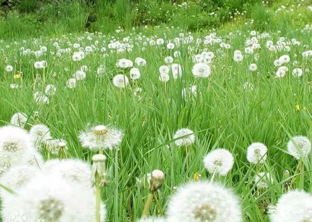 蒲公英东北种植技术_蒲公英东北种植技术要求_蒲公英东北种植技术管理