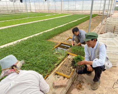 州委编办积极帮助扶贫联系点发展辣椒种植产业