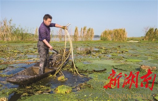 走向胜利·决战决胜乡村述说｜鸡菱梗梗 “致富杆杆”