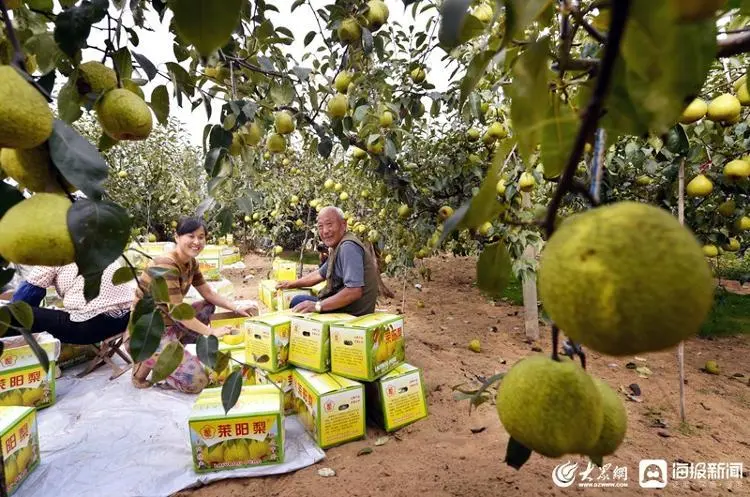 致富经梨树_梨树种植前景与利润_与梨树相关致富经