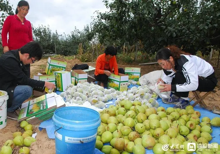 致富经梨树_梨树种植前景与利润_与梨树相关致富经