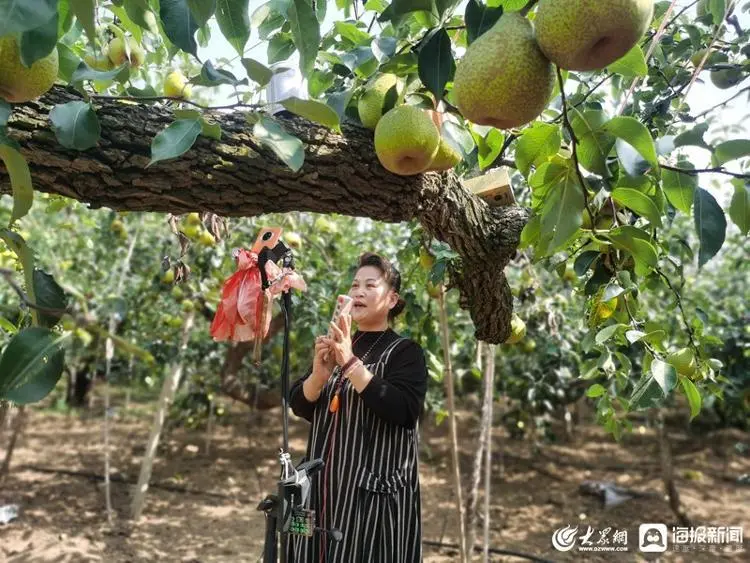 梨树种植前景与利润_与梨树相关致富经_致富经梨树