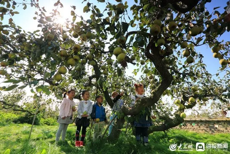 致富经梨树_与梨树相关致富经_梨树种植前景与利润