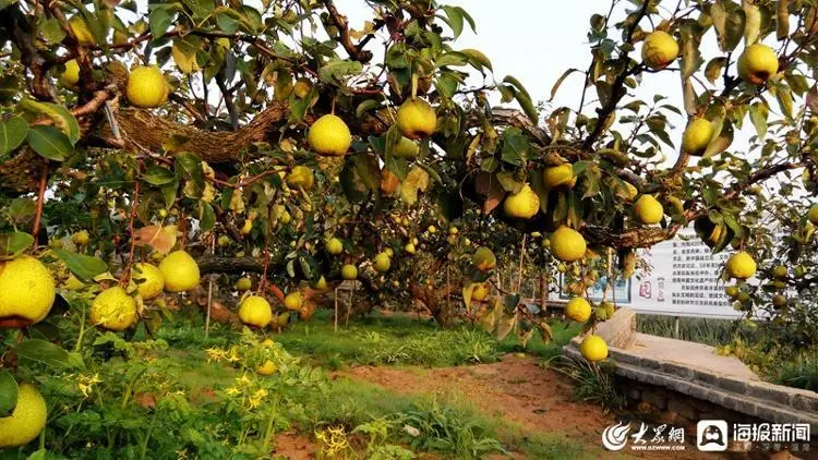 致富经梨树_与梨树相关致富经_梨树种植前景与利润