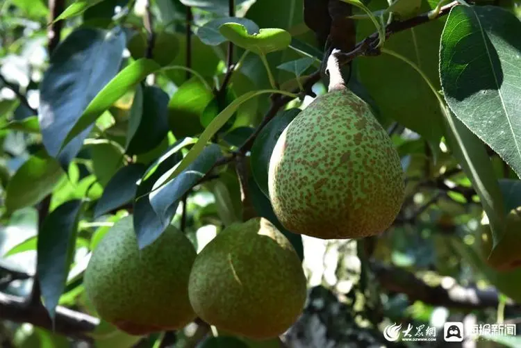 与梨树相关致富经_梨树种植前景与利润_致富经梨树